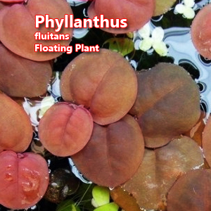 Phyllanthus fluitans